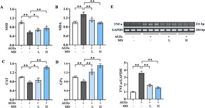 Screening of active components of melastoma dodecandrum lour. against diabetic osteoporosis using cell membrane chromatography-mass spectrometry